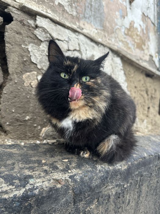 Кошечка 7-8 месяцев