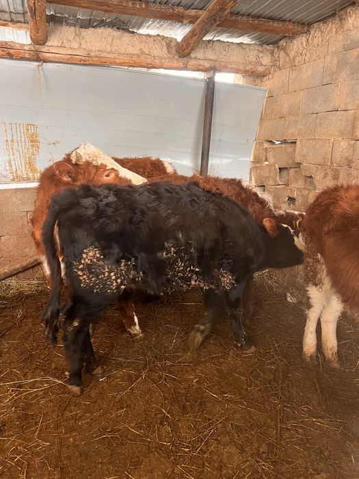 Продам тёлочек.