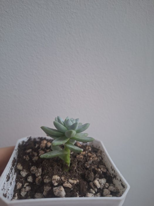 Продам суккулент