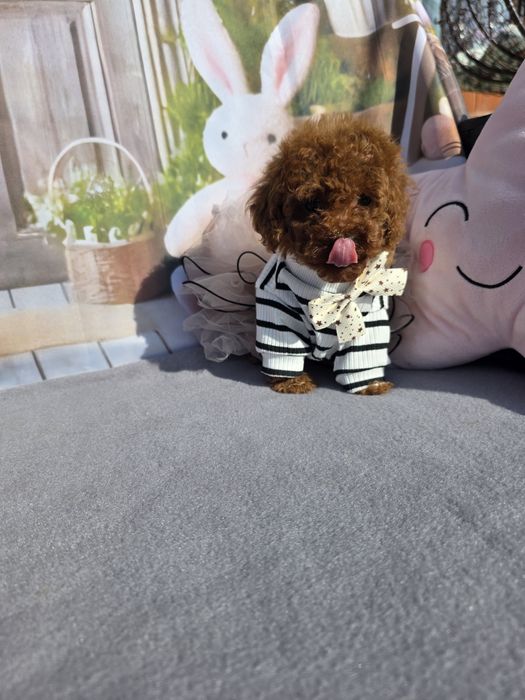 Запазени ! Пудел той момичета с документ за произход