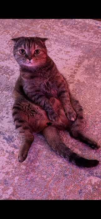 Кошечка на вязку