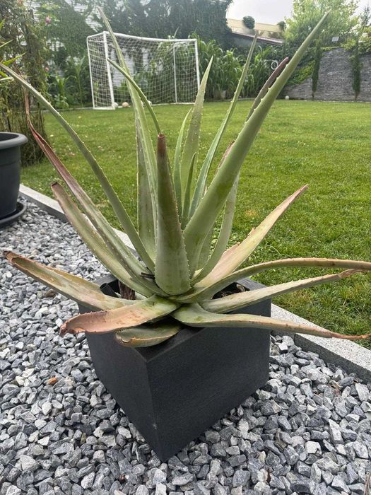 Aloe Vera (Aloe barbadensis Miller) în ghiveci | Plante mari și pui | Voluntari - București