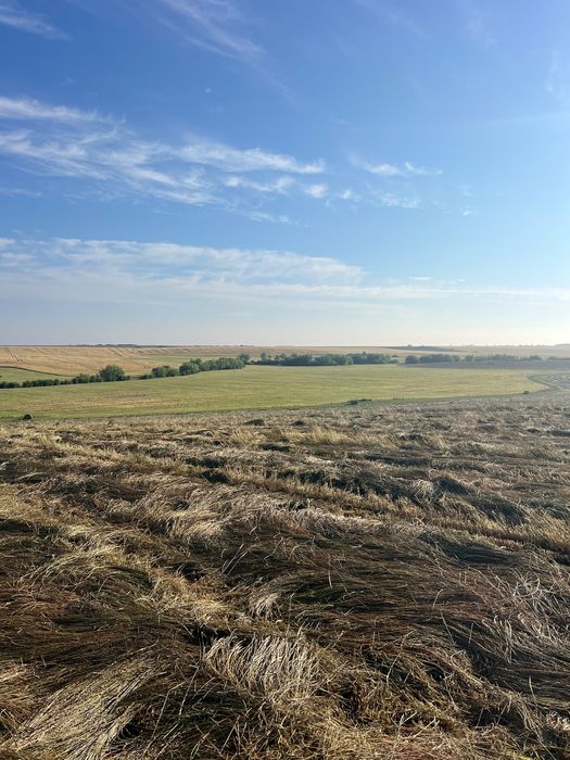 Samanta iarba (lolium) de vanzare,mustar,mazariche,trifoi,lucerna,etc