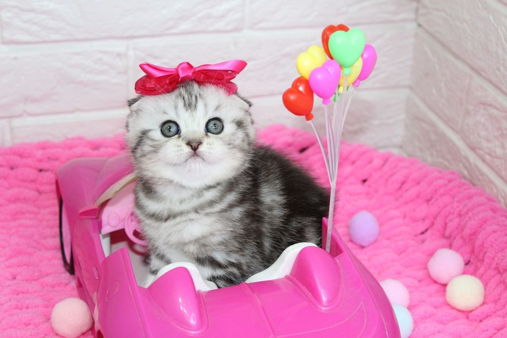 Шотландские котятки
