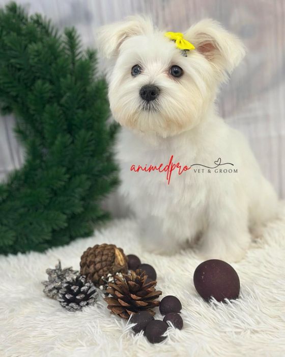 Toaletaj canin profesional – Salon Animed Pro | Drumul Taberei