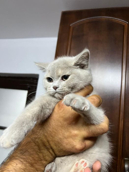Pisicuta british shorthair lilac cu pedigree