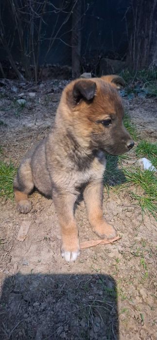 Малко женско кученце