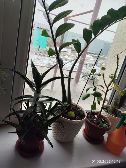 Комнатные цветы недорого