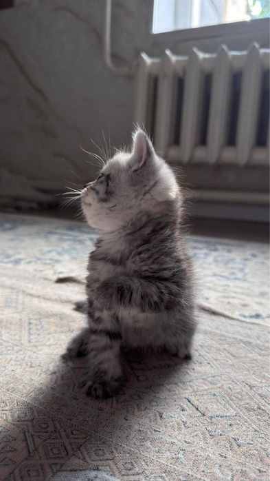 продается котенок