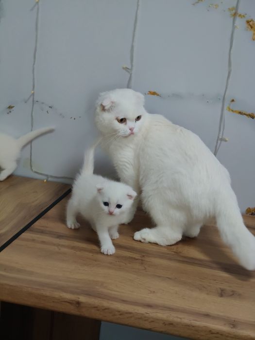Алматы Огромный выбор котят