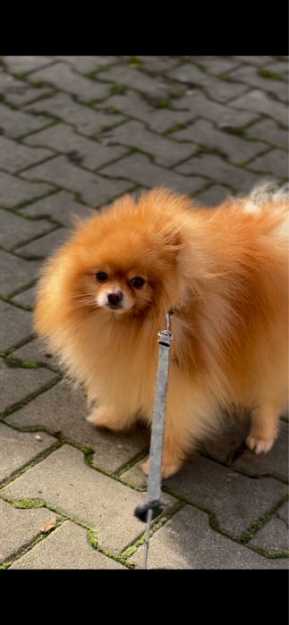 Pet sitter animale