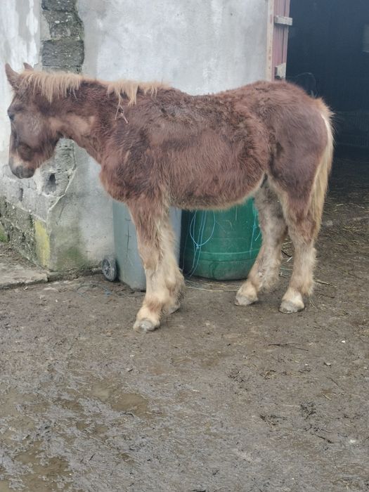 Mânz cal mânză iapa