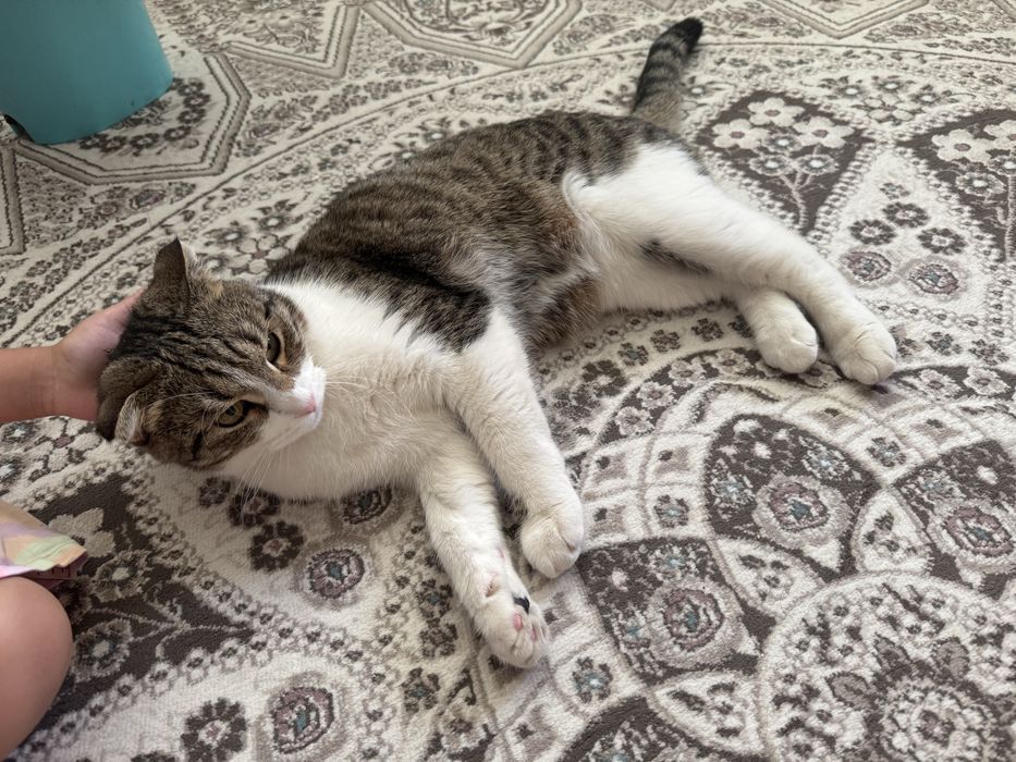 Отдам в добрые руки котенка
