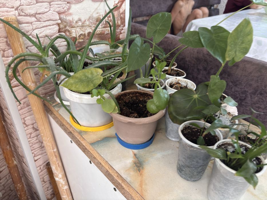 Цветы по разным ценам