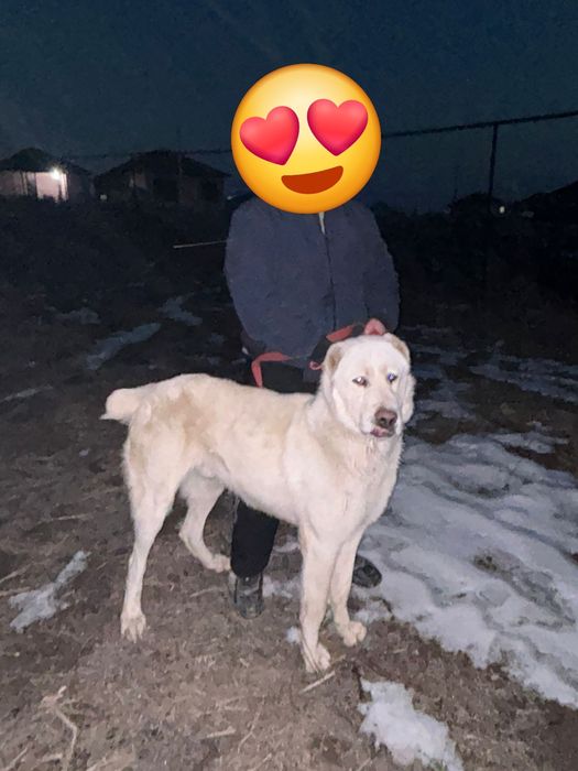 Алабай  сатылады