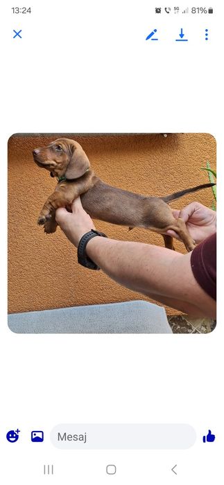 Cățel teckel (dachshund)