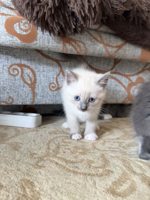 Котята Британцы бесплатно
