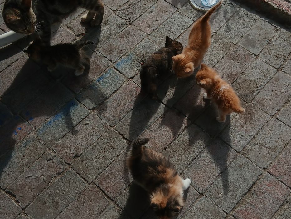 Отдам котят даром..