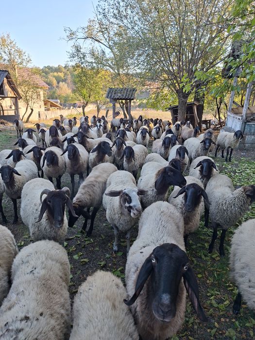 Vând oi, miele, berbec