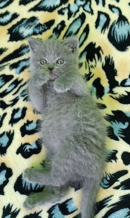 Продаётся котенок девочка породы скоттиш страйт.