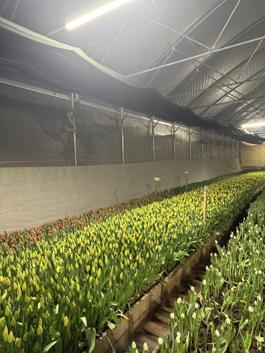 Предзаказ тюльпанов