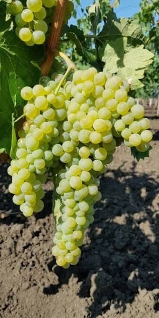 Грозде за вино и ракия