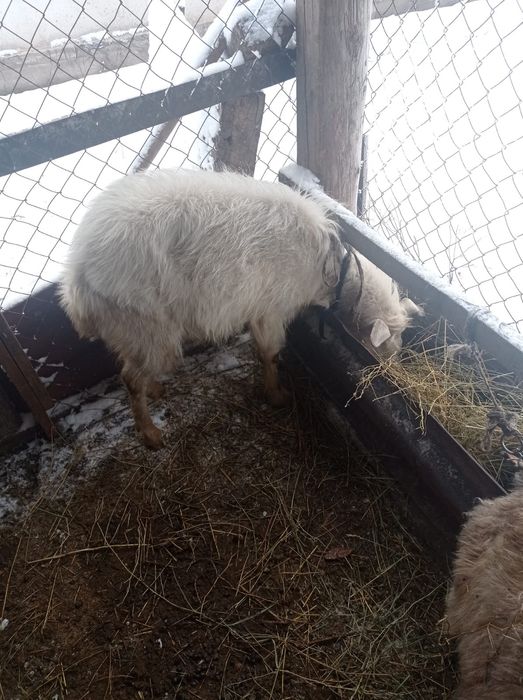 Зааненский козел