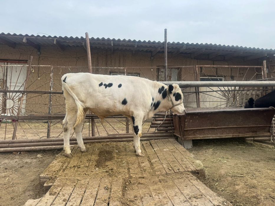 1жасар өгіз сатылады.