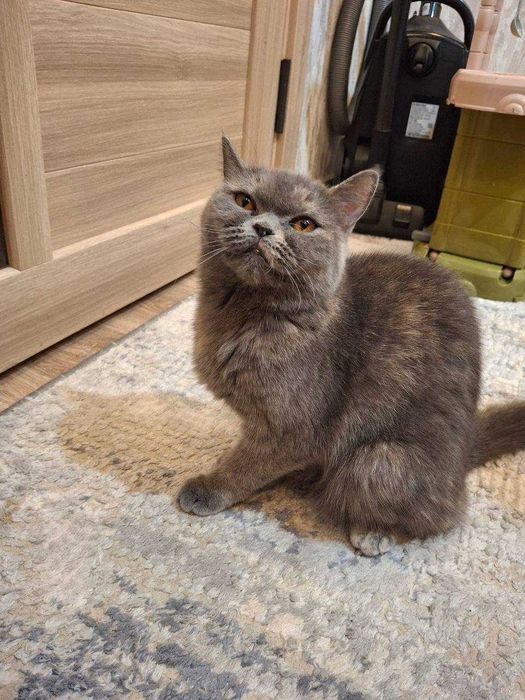 Скотиш страйт 2 ойлик киз бола соглом