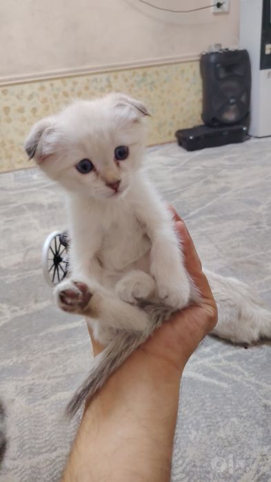 Продам котят хорошие породы