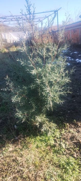 Продавам фиданки ливански кедър и аризонски кипарис