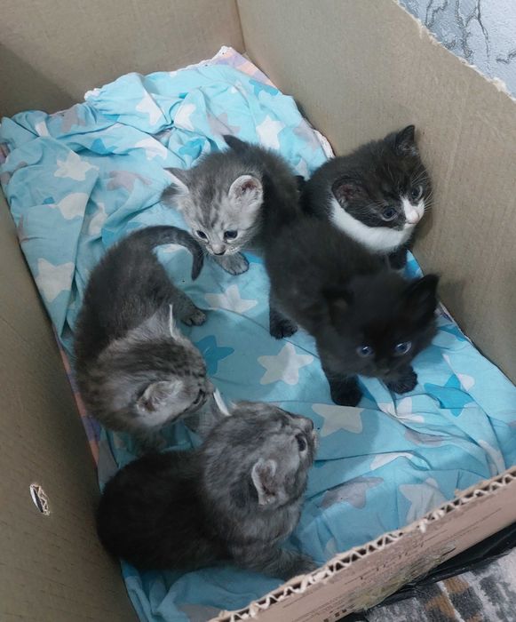 Домашние котята.