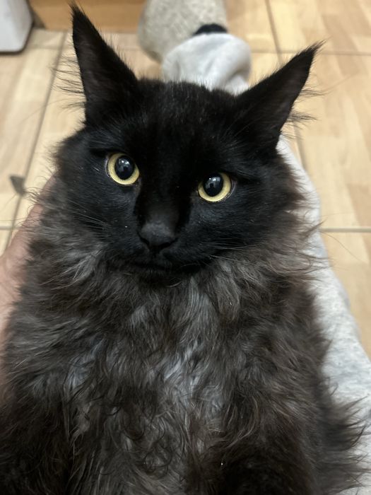 Отдам кота, кошку,котят в хорошие руки