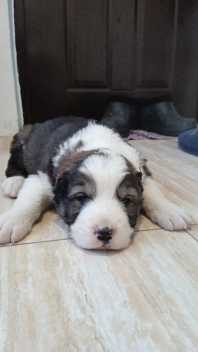 Таза тобет кушиктер сатылады