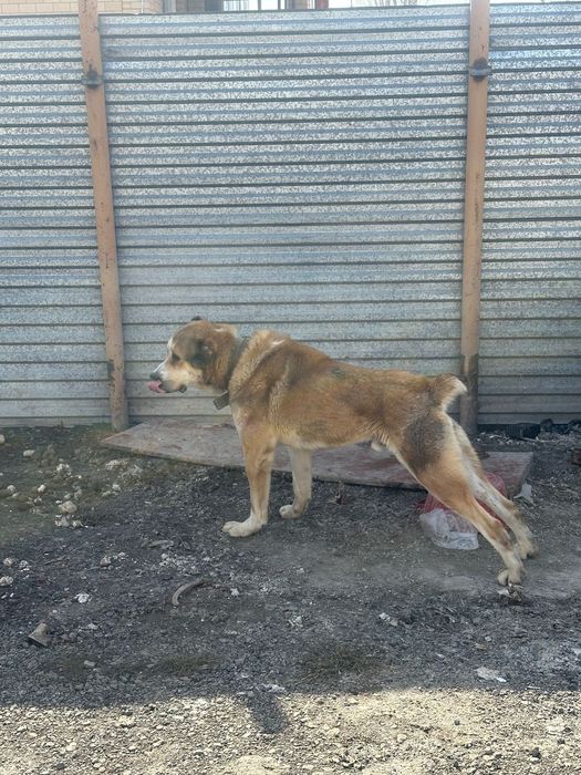 Алабай даром 2 года