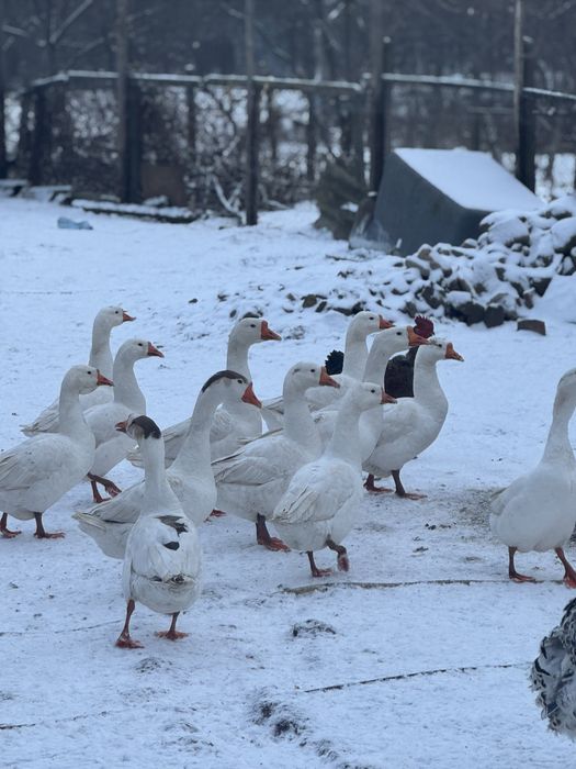 Gâște si Curci de vanzare