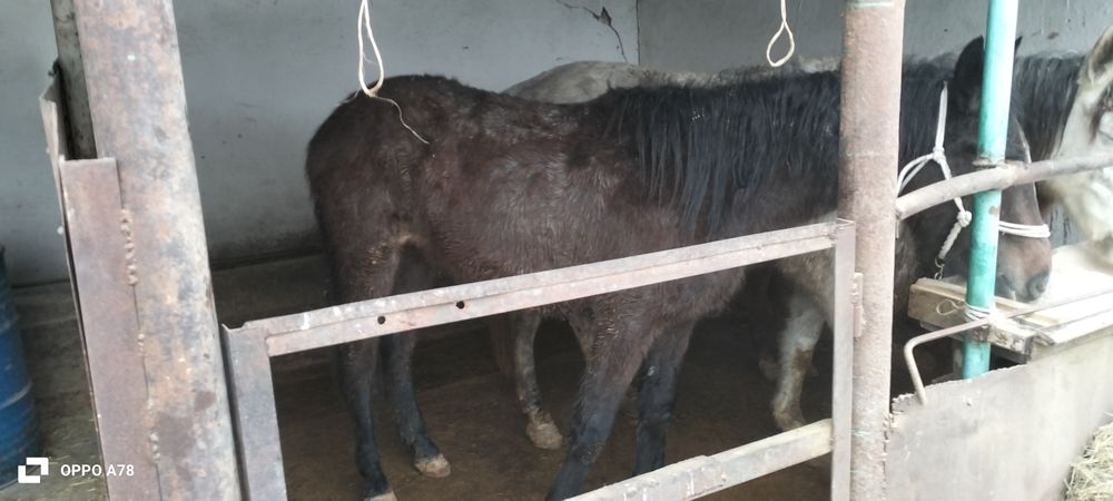 Кунан сатылады...