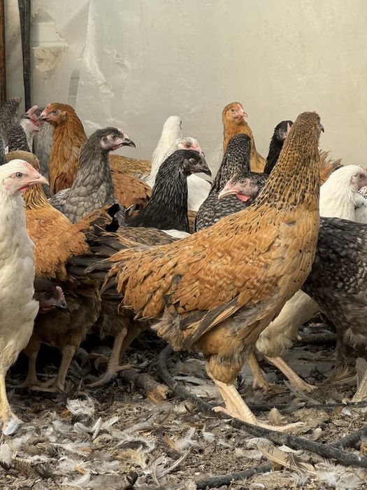 Продавам шарени    ярки