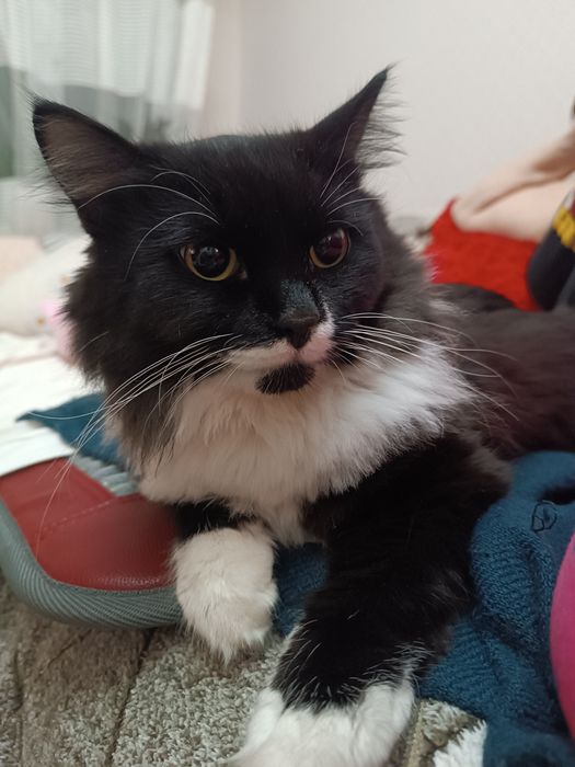 Отдам в хорошие руки