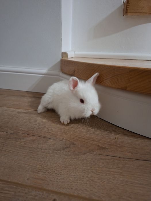 Iepurasi albi cap de leu