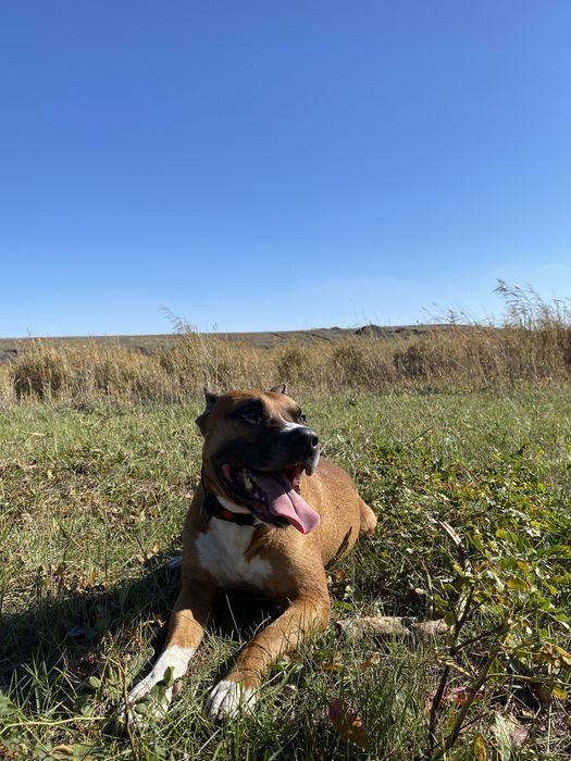 Стафорд для Вязки