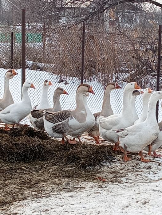 Қаз сатыладытылады.