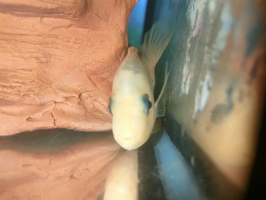 Цихлиды цитроновые