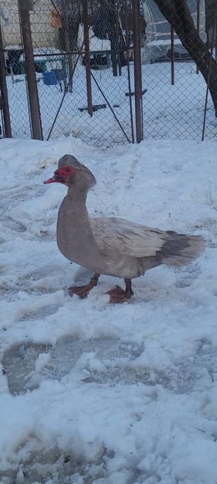 Familie rate lesesti argintiu