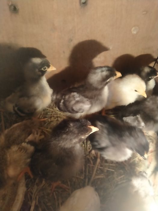 Цыплята домашние двухнедельные