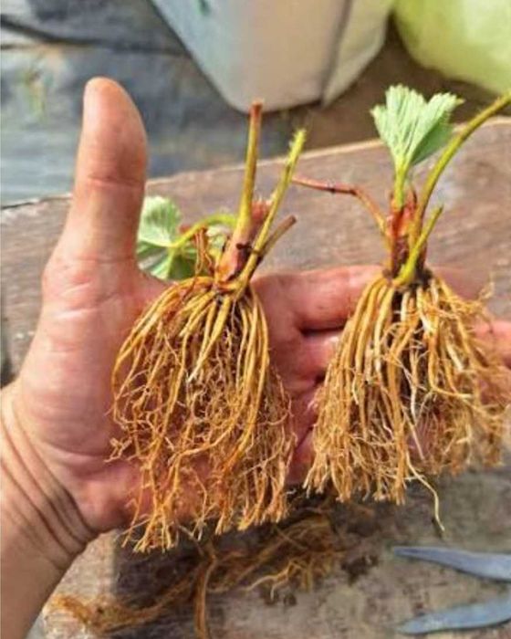 Разсад Ягоди и Малини