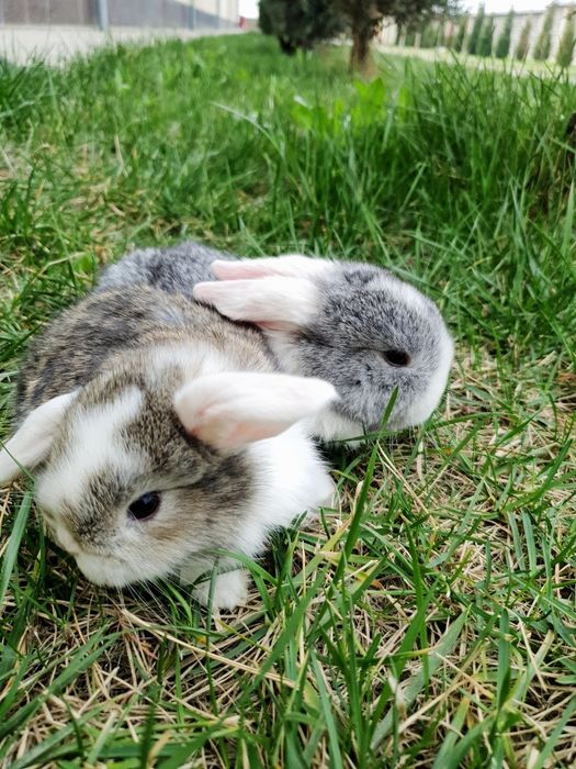 Zotdor quyonchalar sotiladi arzon narxlarda