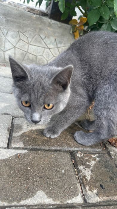 Котенок красивый
