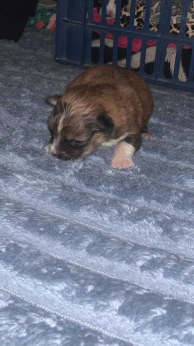Dau spre adoptie 3 pui de animale