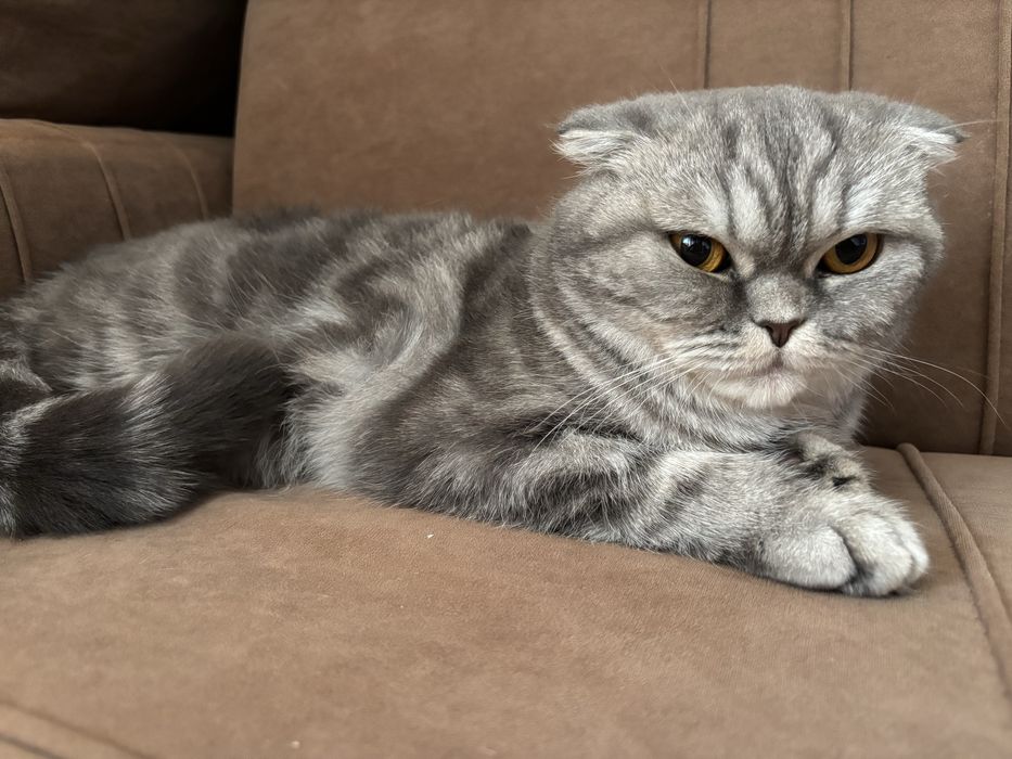 Отдам кошку в добрые руки( девочка)